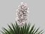 Yucca rosa