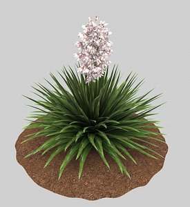 plant yucca pink 3D model