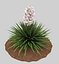 Yucca rosa