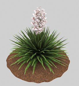 Yucca pink