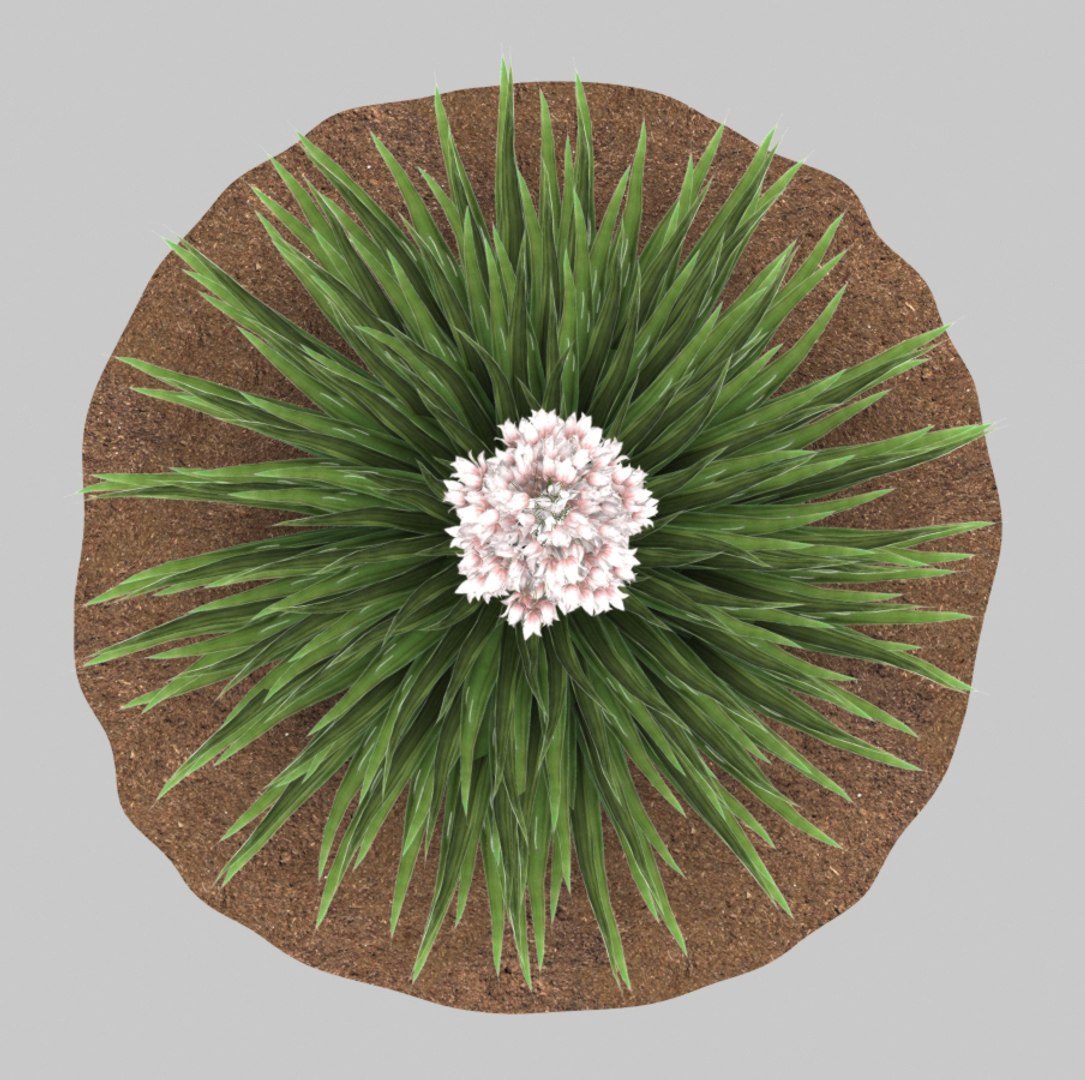 plant yucca pink 3D model https://p.turbosquid.com/ts-thumb/ZJ/7dnjjm/x2jdFkQE/4/jpg/1505133318/1920x1080/fit_q87/ab44d5a6b7c5627b064f5616bc44383487222965/4.jpg