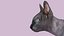 Sphynx Cat Walking Pose 4