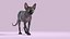 Sphynx Cat Walking Pose 4