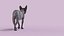 Sphynx Cat Walking Pose 4