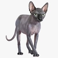 Sphynx Cat Walking Pose 4