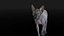 Sphynx Cat Walking Pose 4