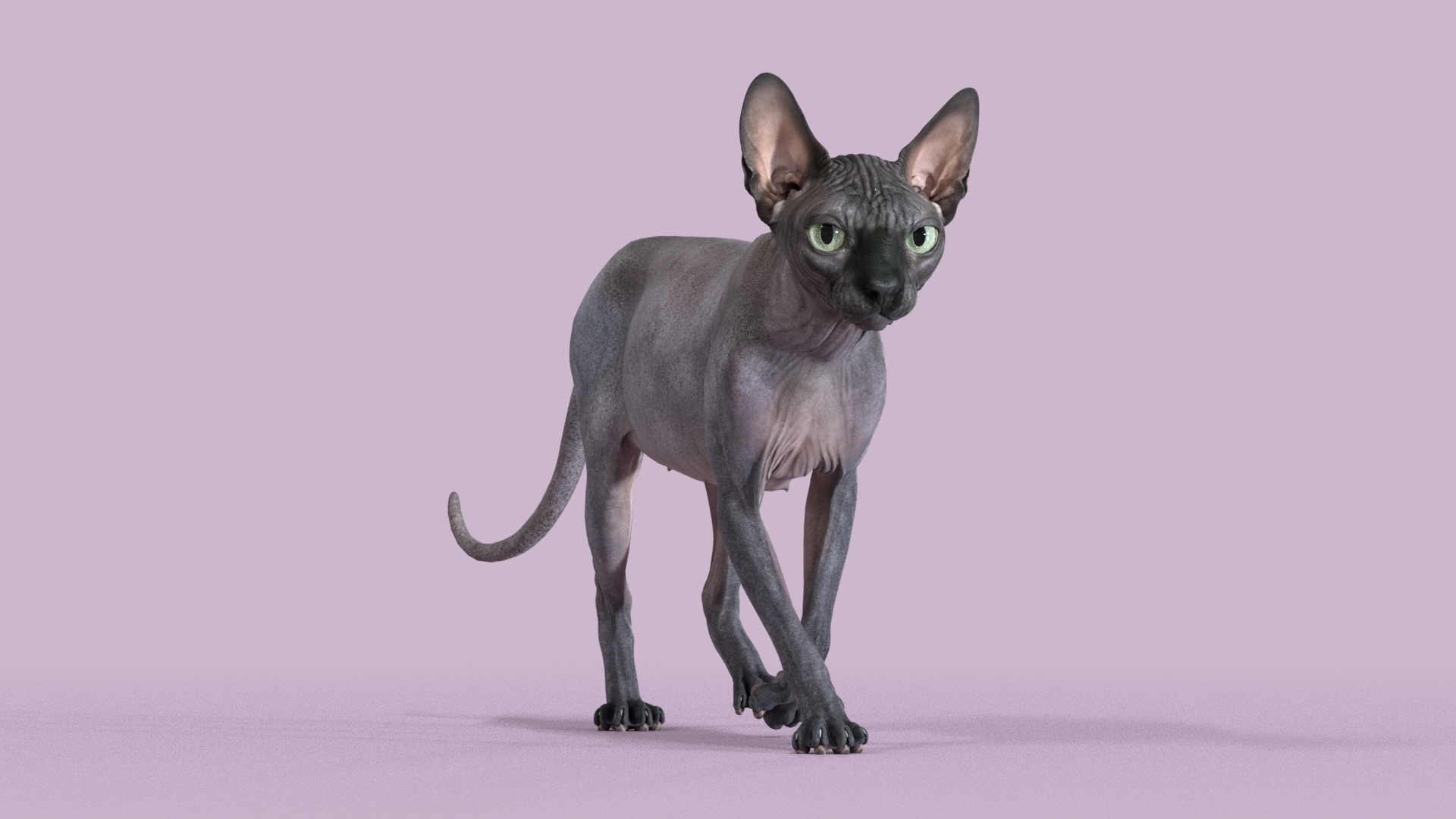 sphynx cat walking pose model https://p.turbosquid.com/ts-thumb/ZJ/8Yzvr3/nH/sphynx_black_pose2_turntable/jpg/1608100564/1920x1080/turn_fit_q99/c3fd72ac843845594947df170a1f49199eb2bf72/sphynx_black_pose2_turntable-1.jpg