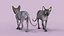 Sphynx Cat Walking Pose 4