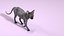 Sphynx Cat Walking Pose 4