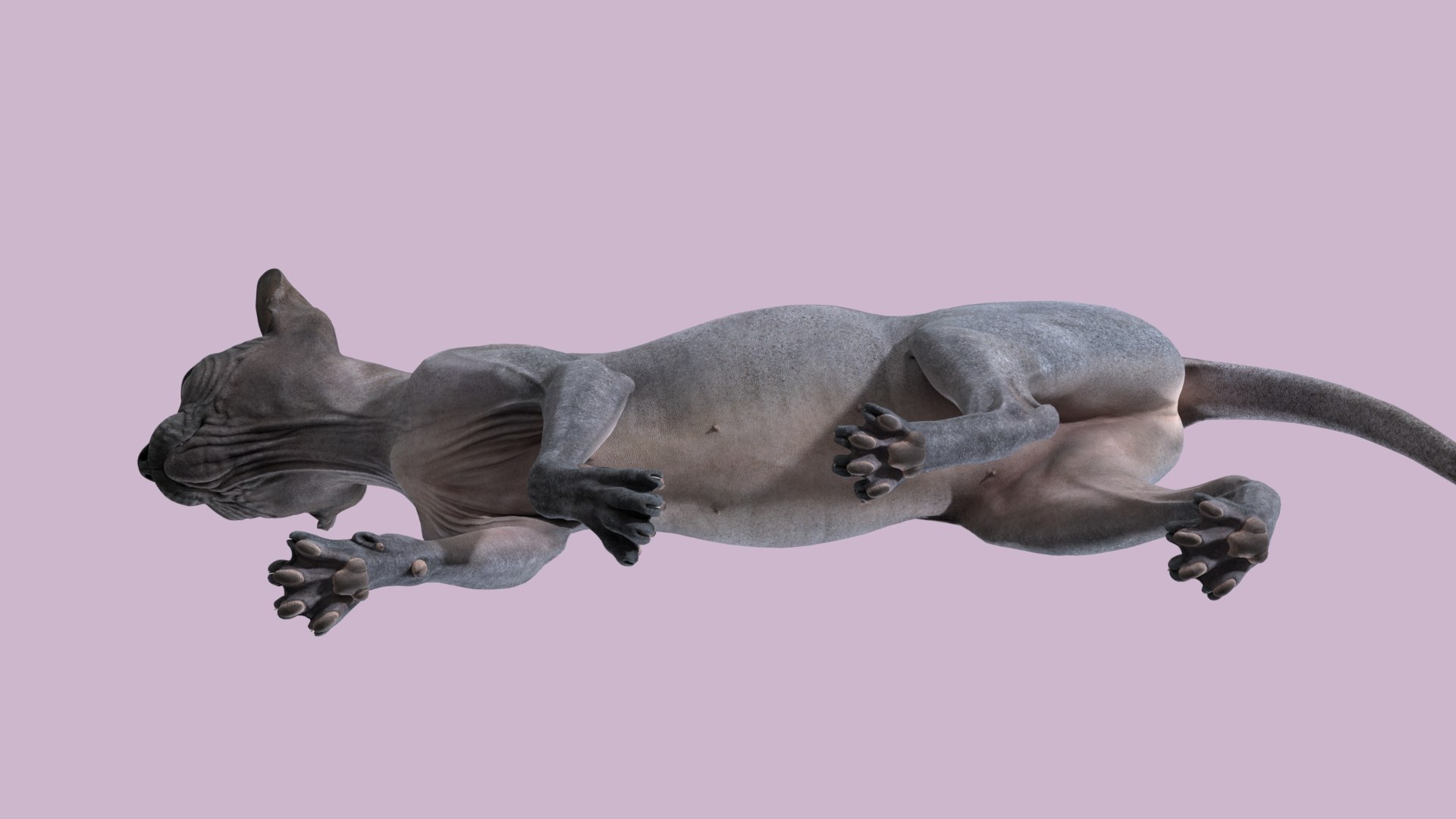 sphynx cat walking pose model https://p.turbosquid.com/ts-thumb/ZJ/8Yzvr3/wr/sphynx_black_pose2_09/jpg/1608100273/1920x1080/fit_q87/5e0db037fb559676eec73f114b820a253d23f596/sphynx_black_pose2_09.jpg