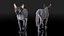 Sphynx Cat Walking Pose 4