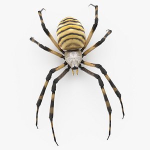 Argiope Trifasciata Spider Rigged model