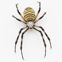 Argiope Trifasciata Spider Rigged