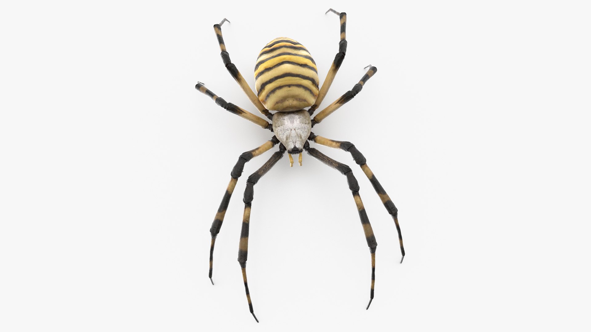Argiope Trifasciata Spider Rigged 3D model preview