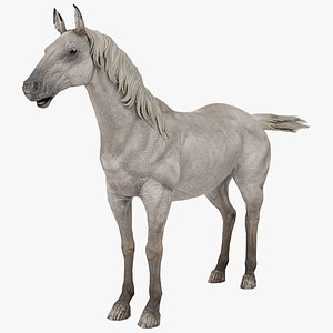 3D model White Horse Rigged Model 3D model