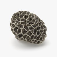 Brain Coral 02