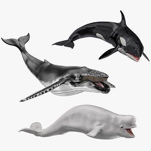 Rigged Whales Collection for Maya