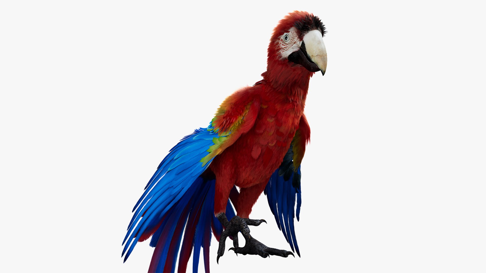 Bird Fur Collection 3D 3D https://p.turbosquid.com/ts-thumb/ZJ/sm6MwV/1d/scarletmacawparrot_01/jpg/1760612682/1920x1080/fit_q87/ec6e545e89f13e0432f9d852ceebdb92c73a42ba/scarletmacawparrot_01.jpg