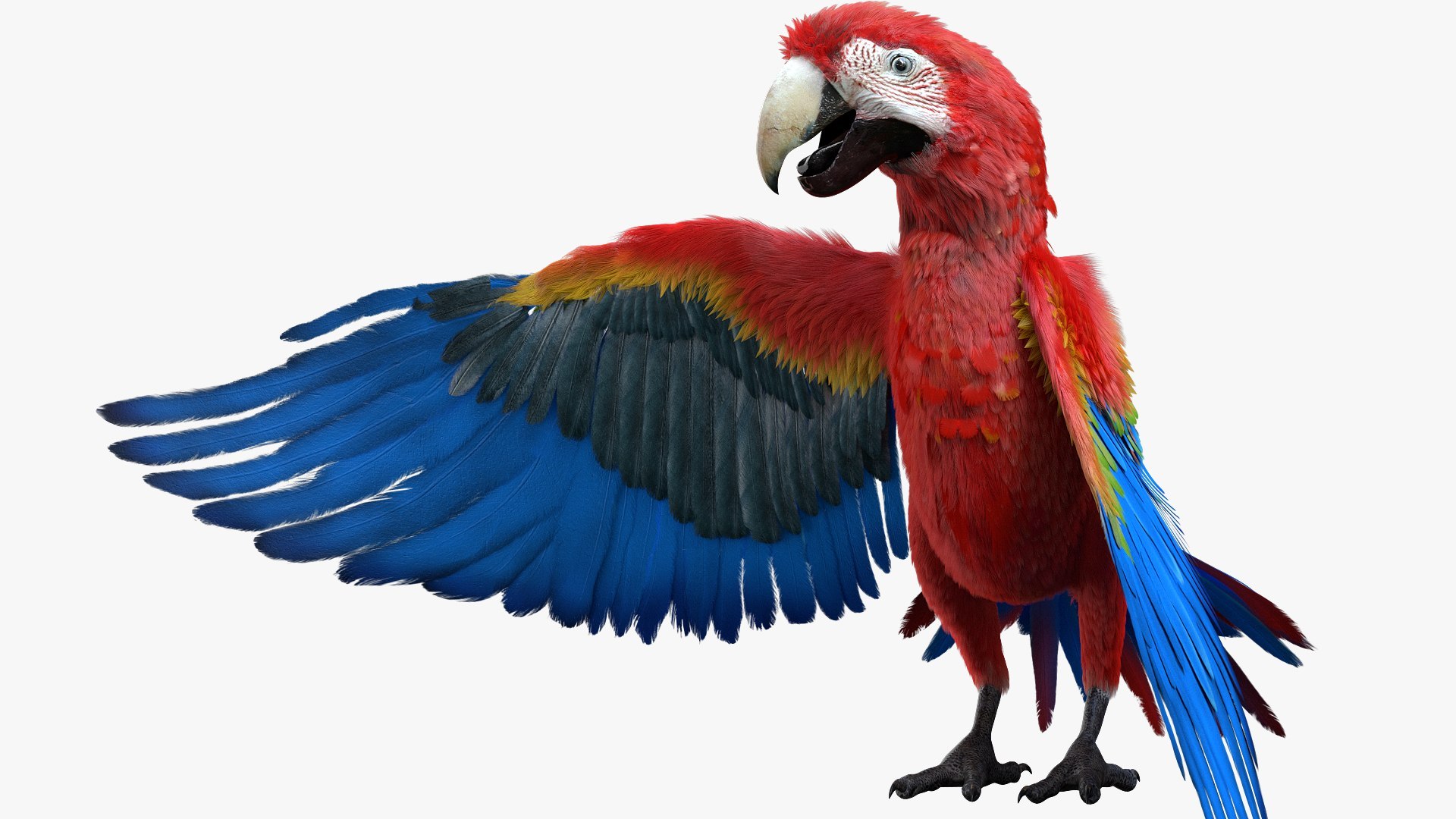 Bird Fur Collection 3D 3D https://p.turbosquid.com/ts-thumb/ZJ/sm6MwV/1e/scarletmacawparrot_07/jpg/1760612678/1920x1080/fit_q87/cc53cc8c3208bd451925bf12fca7919199f82bf9/scarletmacawparrot_07.jpg
