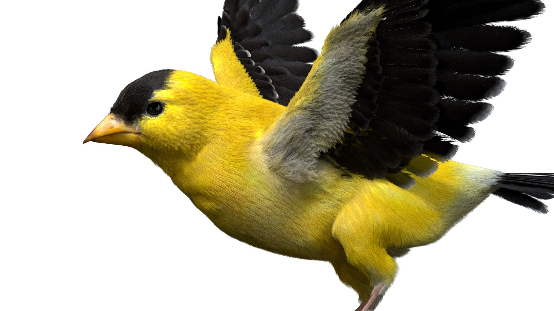 Bird Fur Collection 3D 3D https://p.turbosquid.com/ts-thumb/ZJ/sm6MwV/1z/goldfinch_07/jpg/1760612096/1920x1080/fit_q87/1a84e236e2de54aa9aaceb7617d80012d9ea3b1a/goldfinch_07.jpg