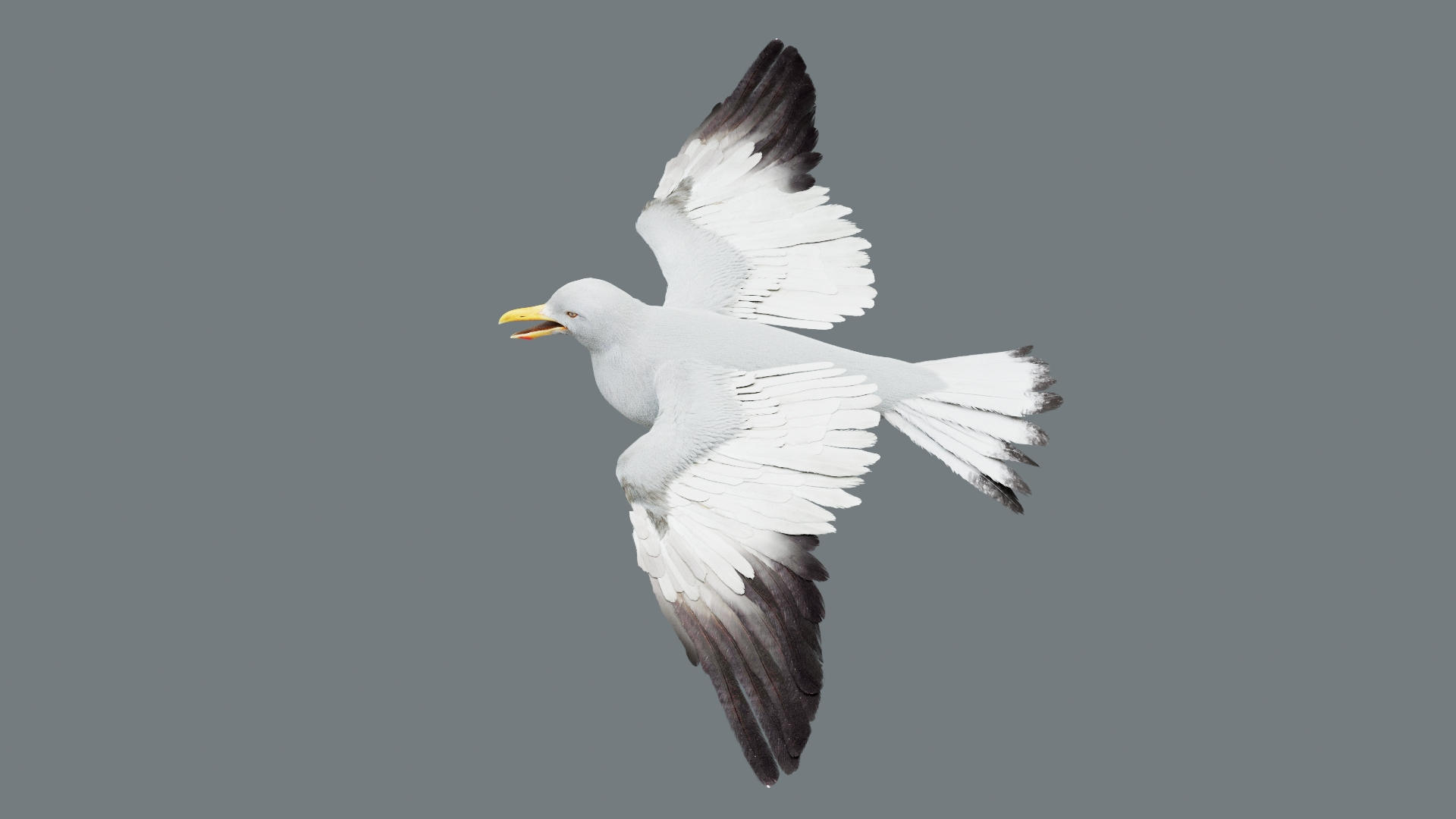Bird Fur Collection 3D 3D https://p.turbosquid.com/ts-thumb/ZJ/sm6MwV/2w/seagull/jpg/1760612778/1920x1080/turn_fit_q99/7d3b781e135e51d3c27b5d850684dd21fc0fc7c7/seagull-1.jpg