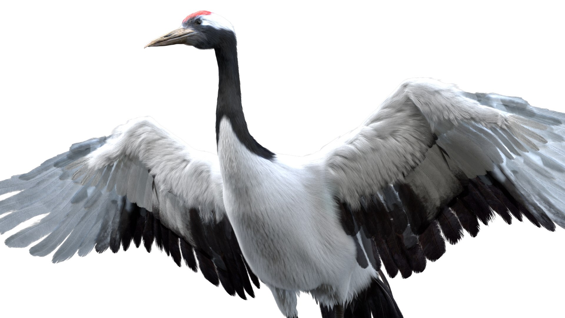 Bird Fur Collection 3D 3D https://p.turbosquid.com/ts-thumb/ZJ/sm6MwV/3i/redcrownedcrane_07/jpg/1760612568/1920x1080/fit_q87/dd6089cb250503017ed8550cbf295db5a0270c1b/redcrownedcrane_07.jpg