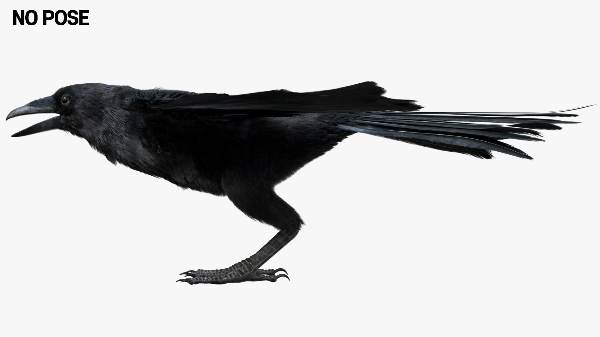 Bird Fur Collection 3D 3D https://p.turbosquid.com/ts-thumb/ZJ/sm6MwV/5I/crow_03/jpg/1760611917/1920x1080/fit_q87/8b524ea5adcd635d0e93328422a39bea71b85fb2/crow_03.jpg