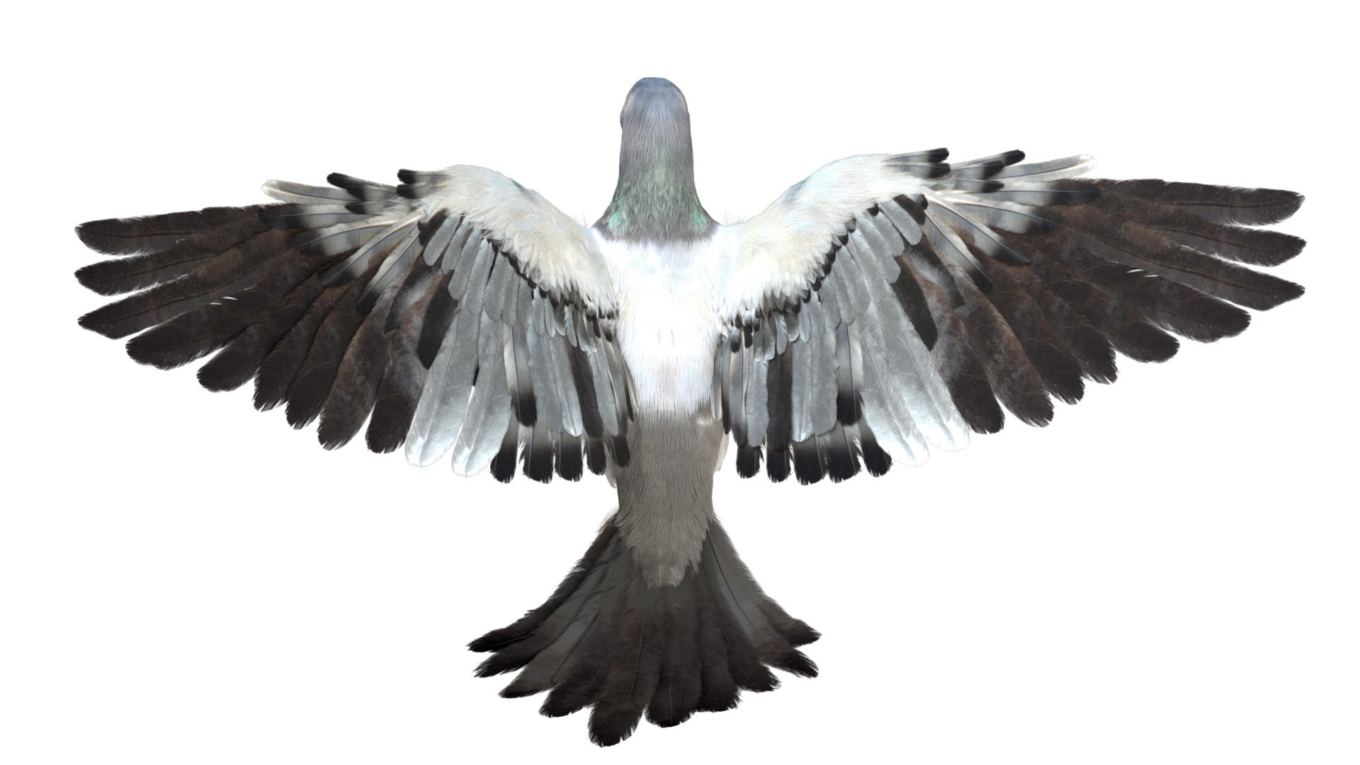 Bird Fur Collection 3D 3D https://p.turbosquid.com/ts-thumb/ZJ/sm6MwV/6I/graydovefur_05/jpg/1760612186/1920x1080/fit_q87/6d6e536d2b92e7eb3c99d395c209c7015e37c6cc/graydovefur_05.jpg