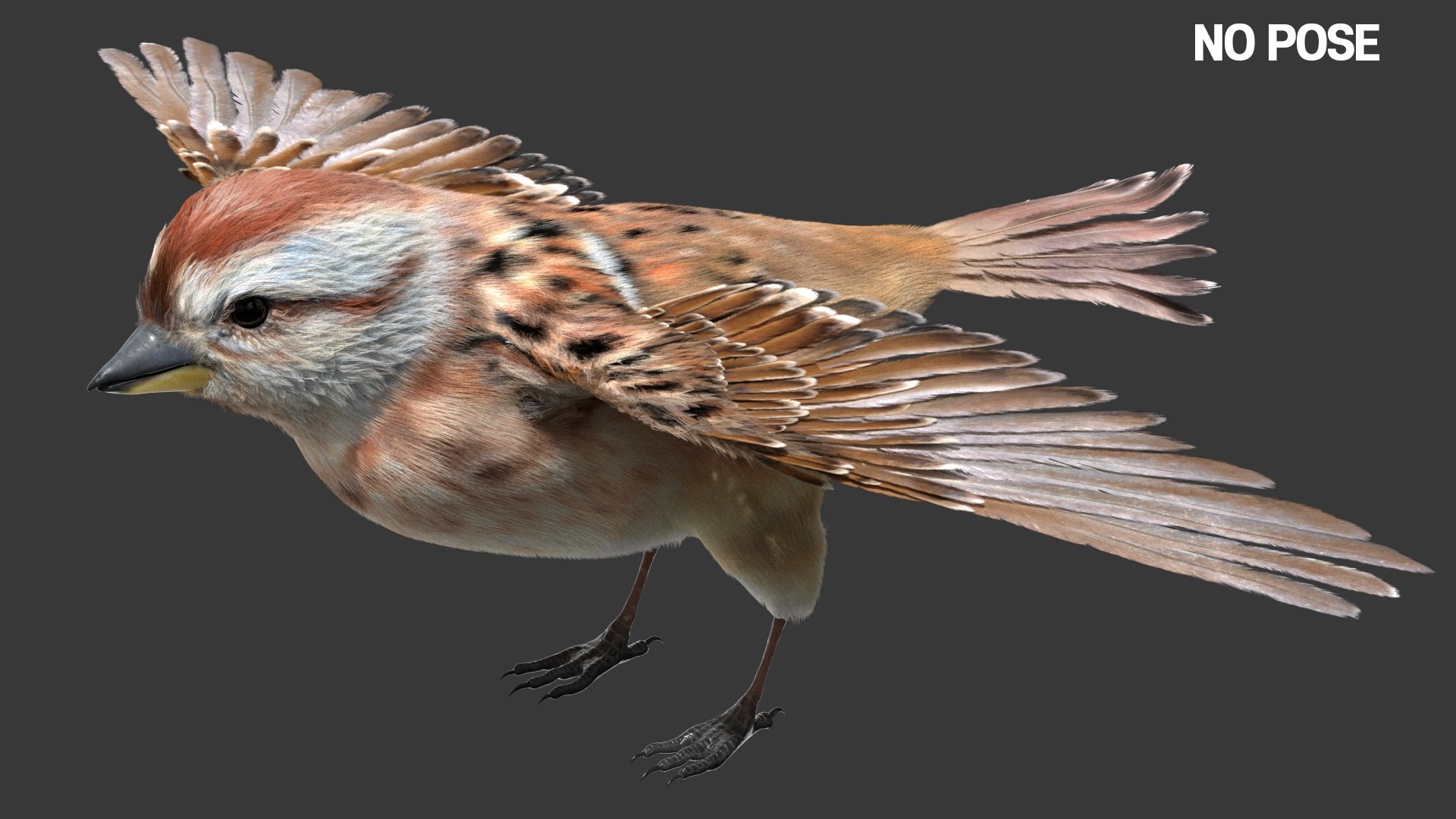 Bird Fur Collection 3D 3D https://p.turbosquid.com/ts-thumb/ZJ/sm6MwV/6y/americansparrow_03/jpg/1760611848/1920x1080/fit_q87/8a2907d9fc7b811783fc76b615309741719634a4/americansparrow_03.jpg