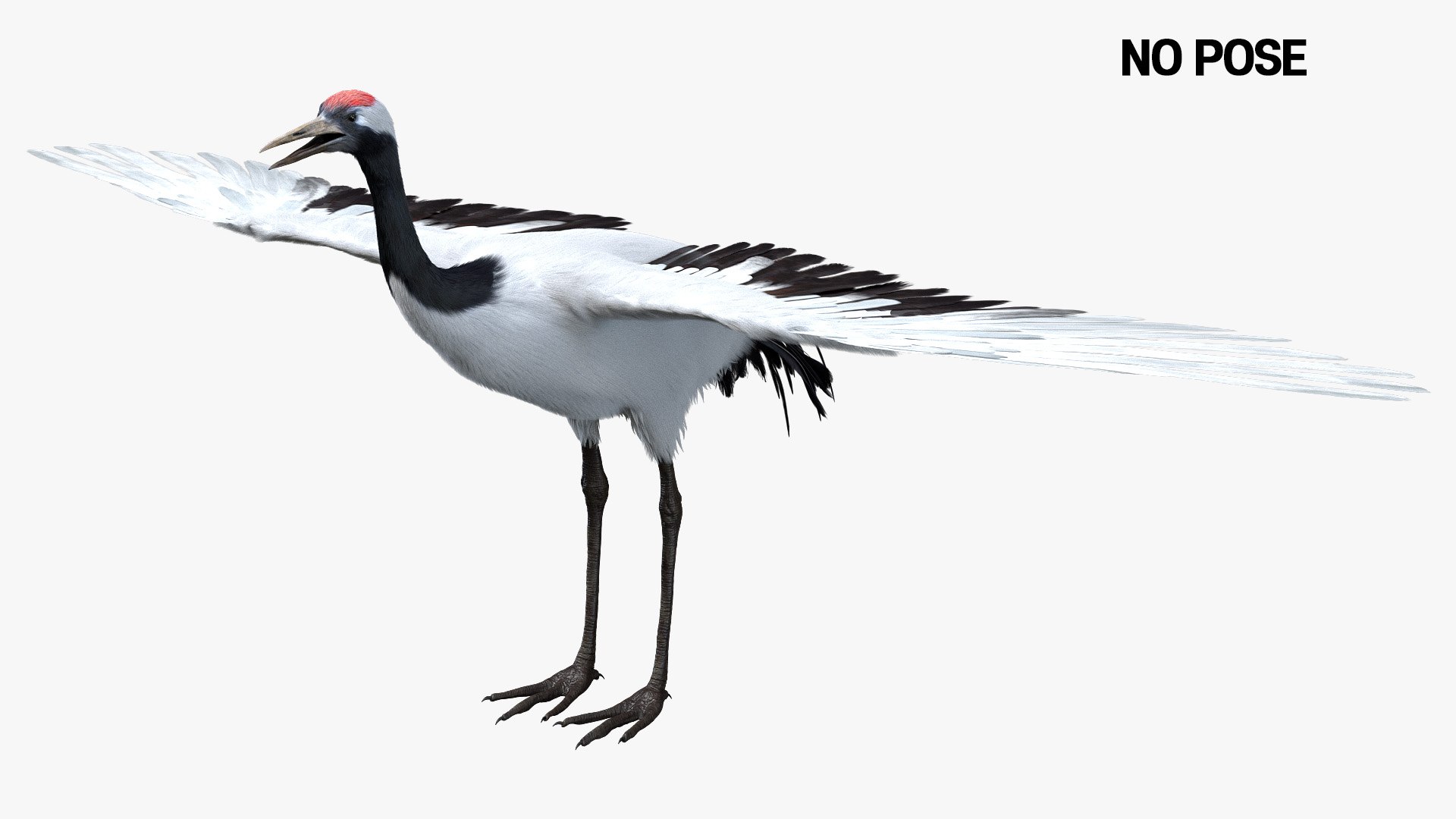 Bird Fur Collection 3D 3D https://p.turbosquid.com/ts-thumb/ZJ/sm6MwV/9l/redcrownedcrane_03/jpg/1760612566/1920x1080/fit_q87/9aefb3c309bd36ad4541a505e996d3d22177e86f/redcrownedcrane_03.jpg