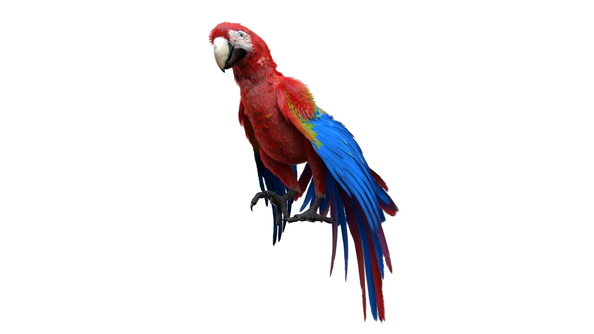 Bird Fur Collection 3D 3D https://p.turbosquid.com/ts-thumb/ZJ/sm6MwV/9r/scarletmacawparrot_03/jpg/1760612683/1920x1080/fit_q87/026843db7f77b234cacddfb24bd2ef56d2ea2d72/scarletmacawparrot_03.jpg