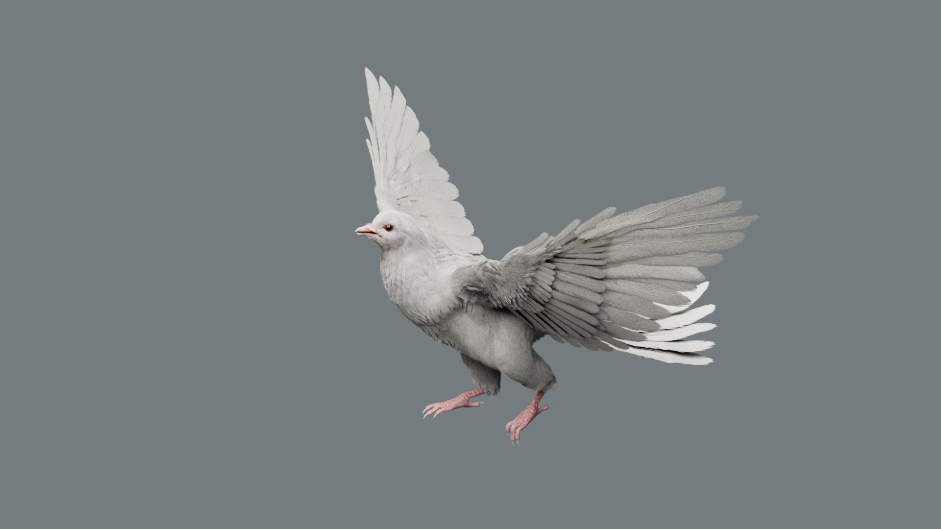 Bird Fur Collection 3D 3D https://p.turbosquid.com/ts-thumb/ZJ/sm6MwV/Ap/whitedove/jpg/1760612912/1920x1080/turn_fit_q99/a822304a1efacd740e2fc32cb581561732150f34/whitedove-1.jpg