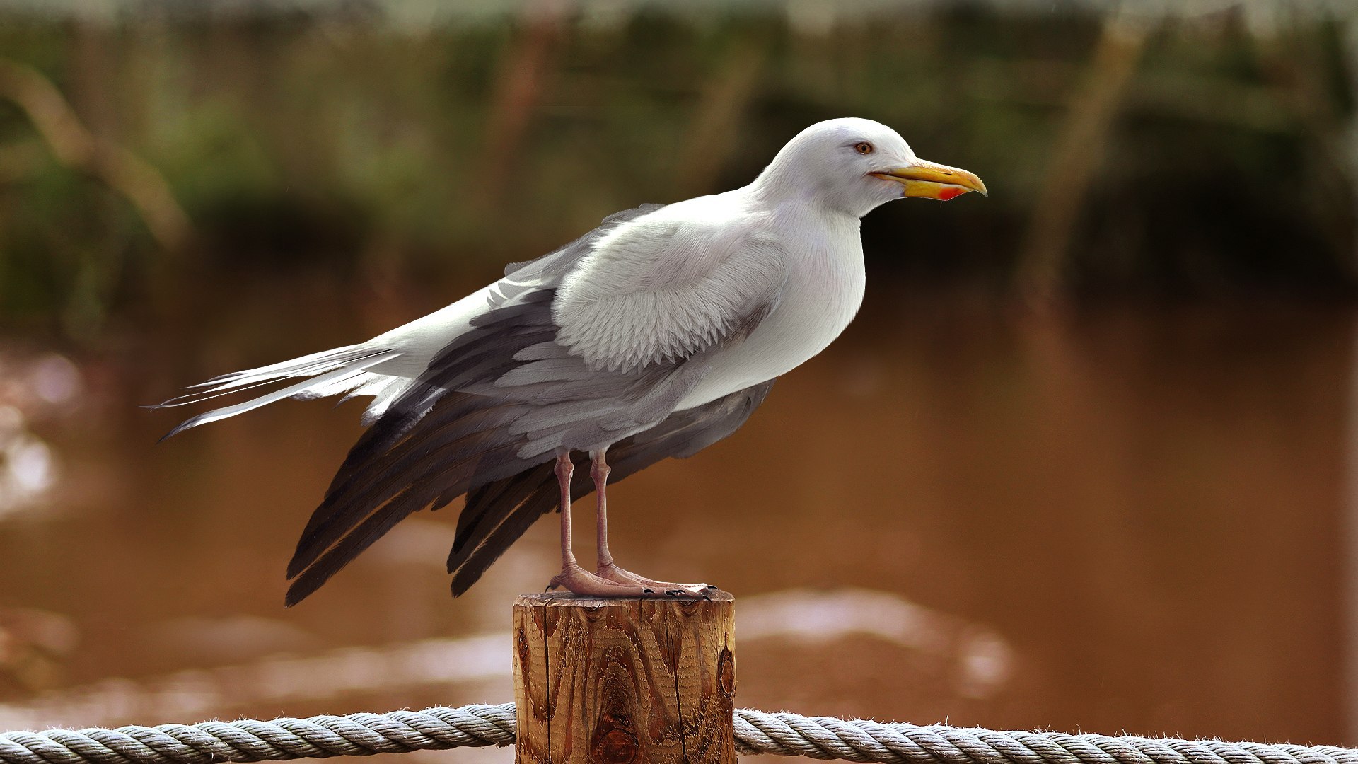 Bird Fur Collection 3D 3D https://p.turbosquid.com/ts-thumb/ZJ/sm6MwV/El/seagull_03/jpg/1760612772/1920x1080/fit_q87/496903f1c1943956185c2b49d10ad5b4ea9c9487/seagull_03.jpg