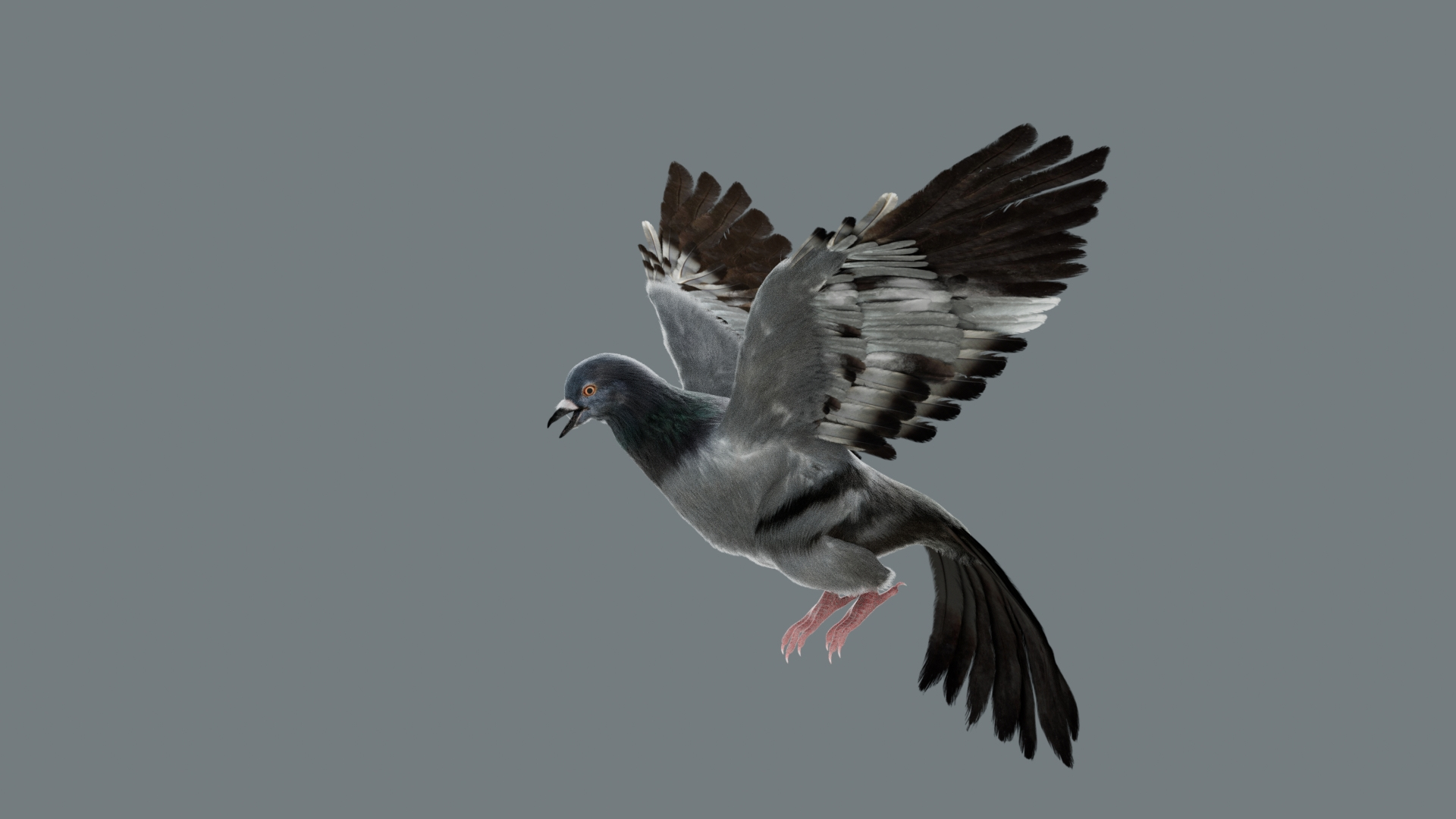 Bird Fur Collection 3D 3D https://p.turbosquid.com/ts-thumb/ZJ/sm6MwV/FE/graydovefur/jpg/1760612196/1920x1080/turn_fit_q99/0ed57b1ee14cc546a5e1602426d3e9c634baa71f/graydovefur-1.jpg