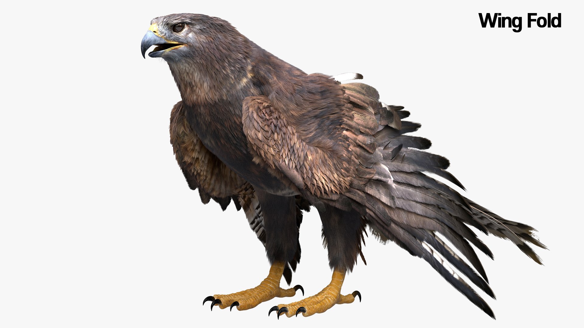 Bird Fur Collection 3D 3D https://p.turbosquid.com/ts-thumb/ZJ/sm6MwV/Fm/hawk_04/jpg/1760612344/1920x1080/fit_q87/81c48233cdfd2b707a5795b197b63ba34dcbfe7d/hawk_04.jpg