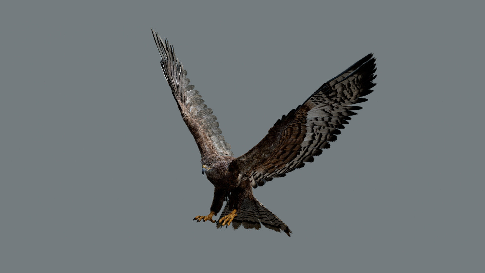 Bird Fur Collection 3D 3D https://p.turbosquid.com/ts-thumb/ZJ/sm6MwV/HF/hawk/jpg/1760612348/1920x1080/turn_fit_q99/1a0a7687c62acd0059c05edc16844b54042cd960/hawk-1.jpg