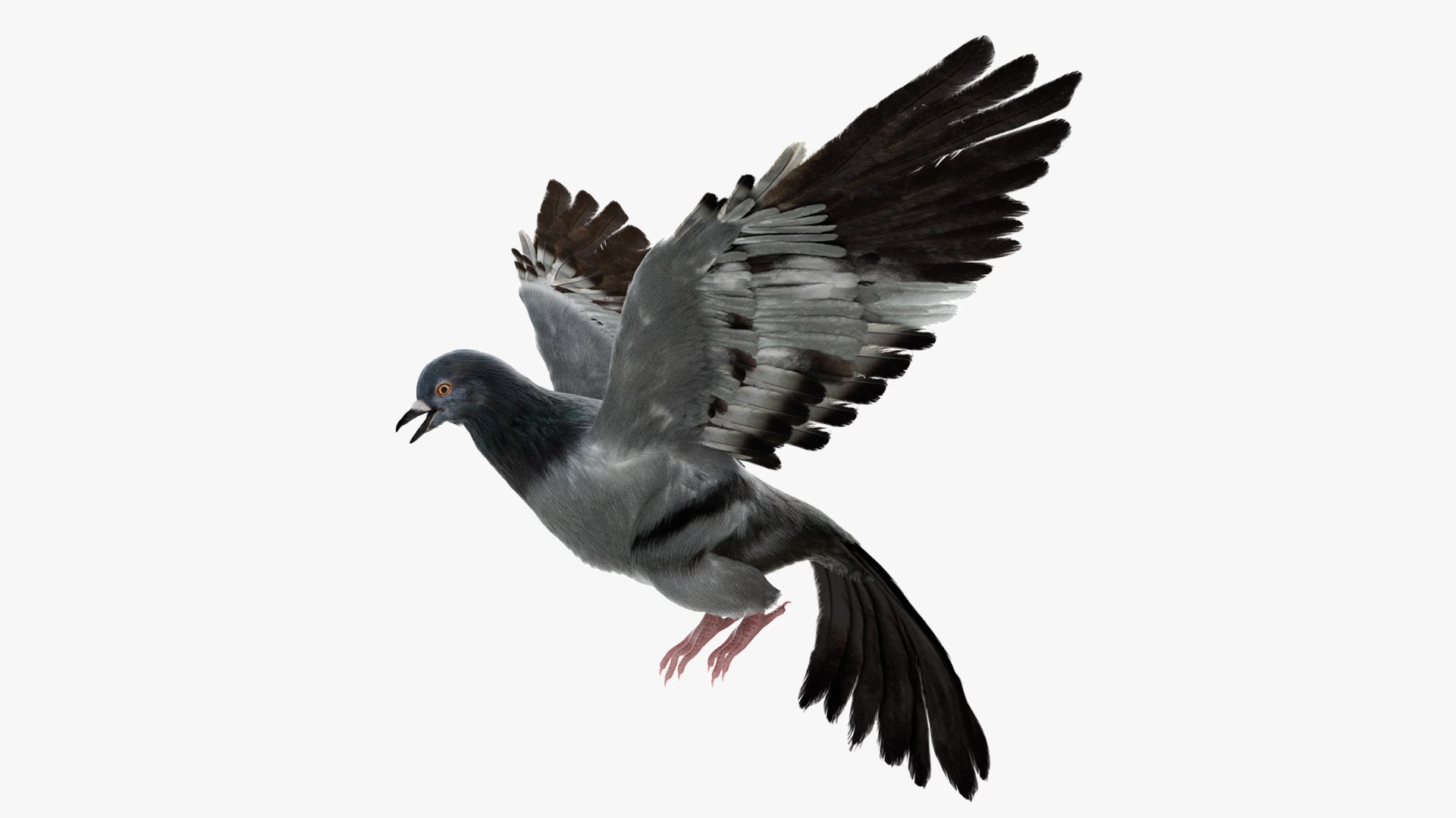 Bird Fur Collection 3D 3D https://p.turbosquid.com/ts-thumb/ZJ/sm6MwV/IM/graydovefur_01/jpg/1760612190/1920x1080/fit_q87/feeef2d6a332da198991daabd0d5ccc24c0c7d8f/graydovefur_01.jpg