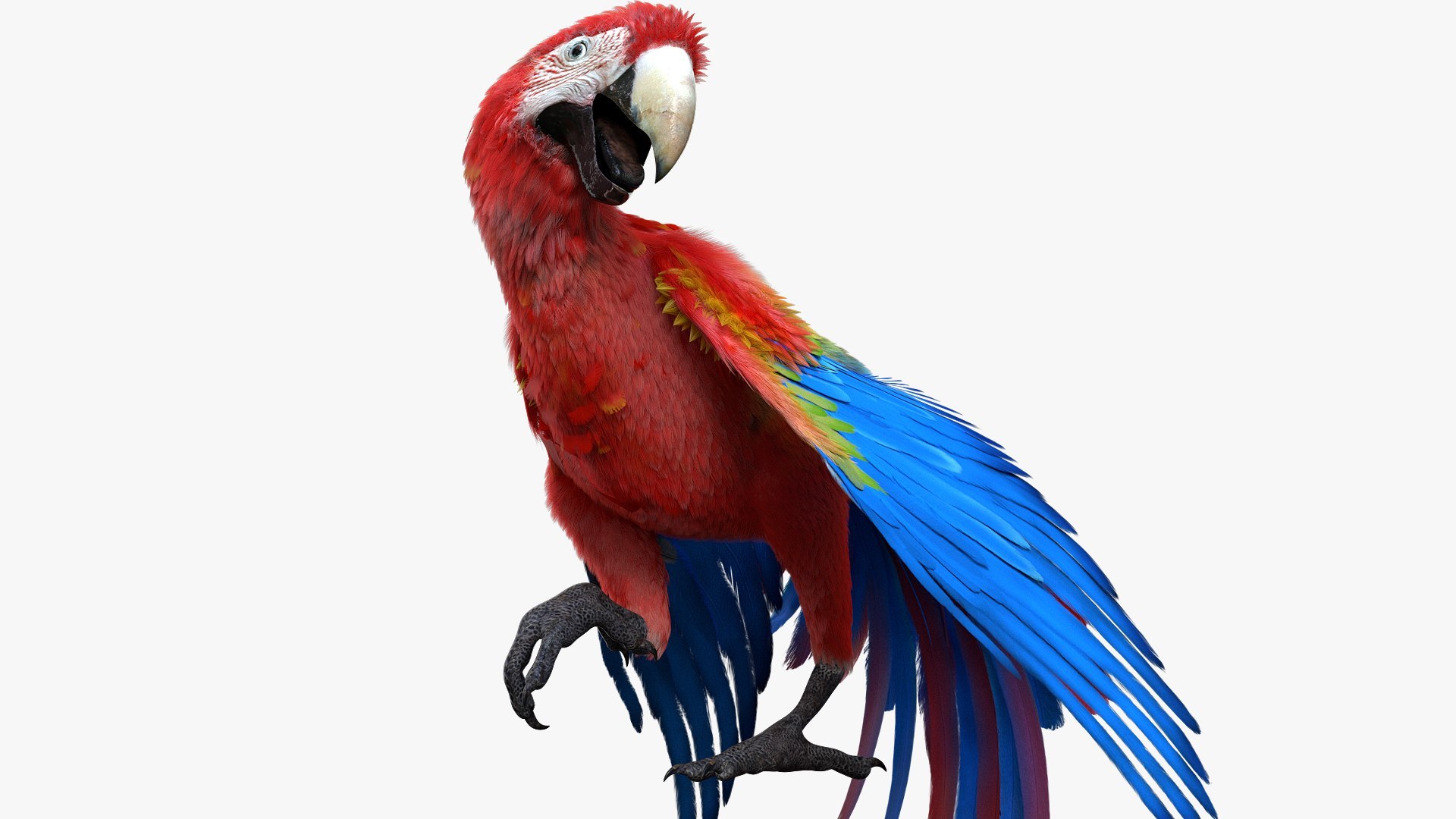Bird Fur Collection 3D 3D https://p.turbosquid.com/ts-thumb/ZJ/sm6MwV/LT/scarletmacawparrot_06/jpg/1760612684/1920x1080/fit_q87/4225ff1cf5d2daf7b9cf7d2c311d4383bf87aa58/scarletmacawparrot_06.jpg