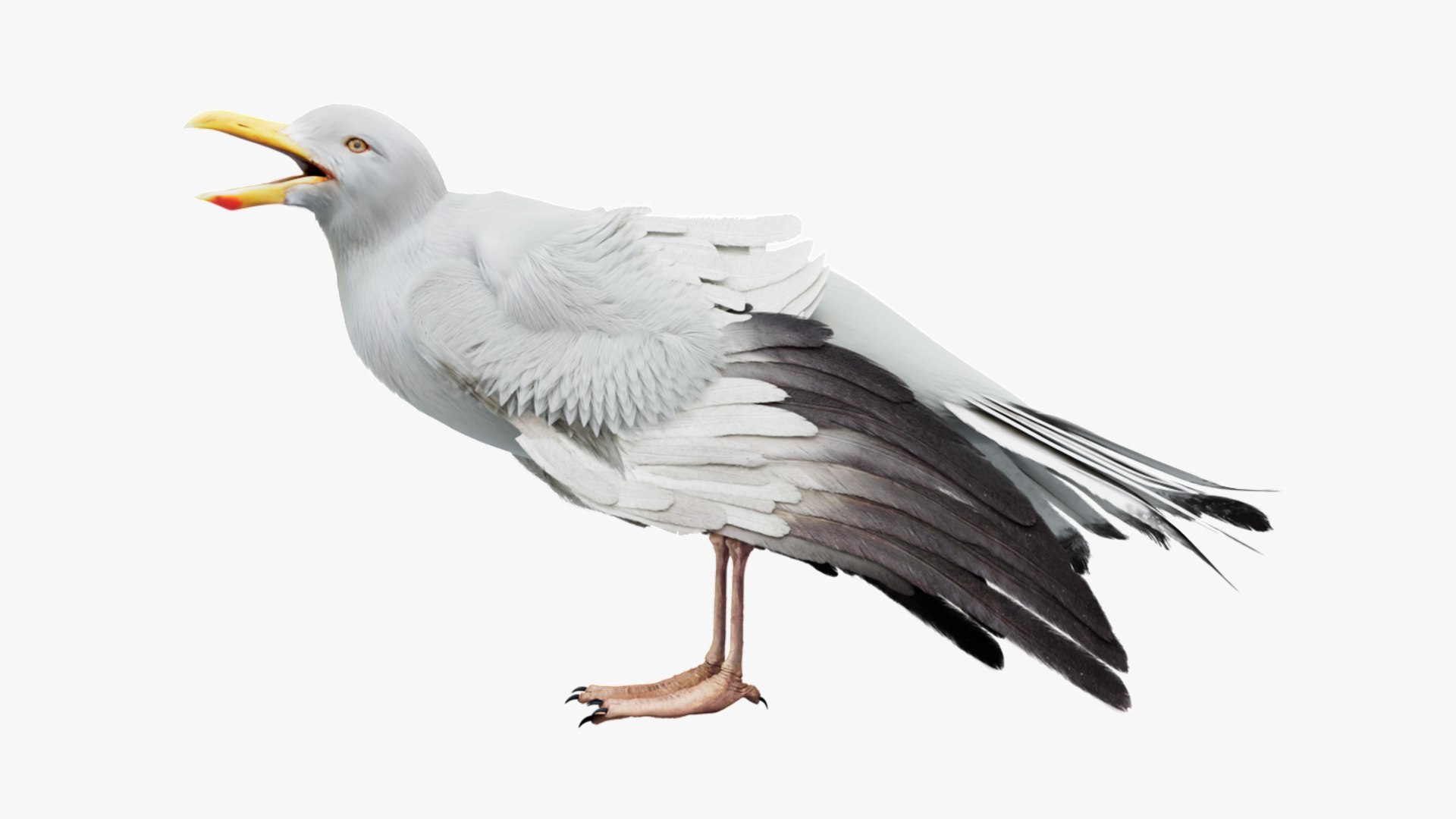 Bird Fur Collection 3D 3D https://p.turbosquid.com/ts-thumb/ZJ/sm6MwV/MF/seagull_01/jpg/1760612772/1920x1080/fit_q87/7cbe226901bbe832a5b4b0f9e4df179e0afe337c/seagull_01.jpg