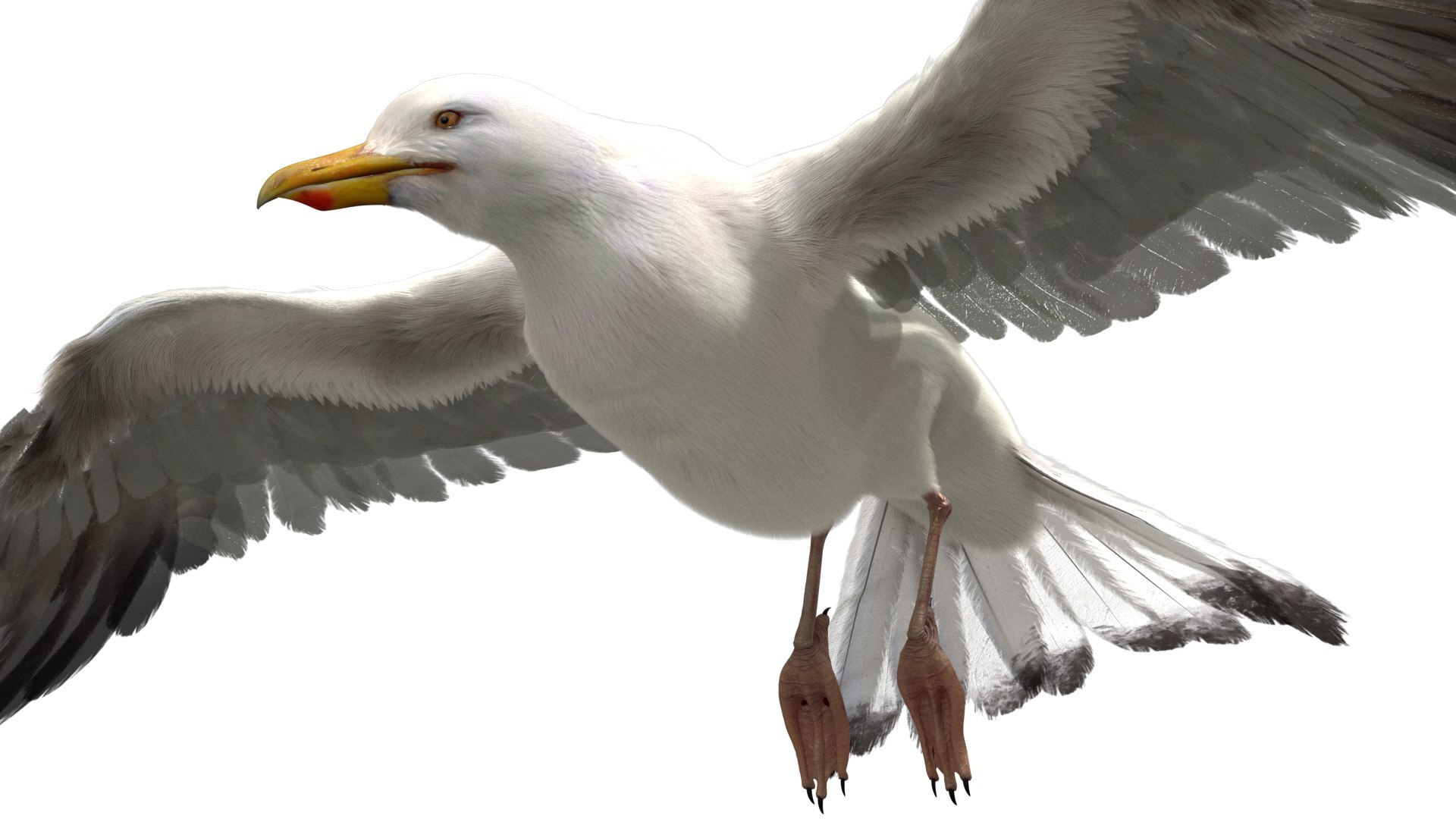 Bird Fur Collection 3D 3D https://p.turbosquid.com/ts-thumb/ZJ/sm6MwV/MN/seagull_08/jpg/1760612769/1920x1080/fit_q87/85c76685209eefdfe5fca61716e3b098a27432f7/seagull_08.jpg