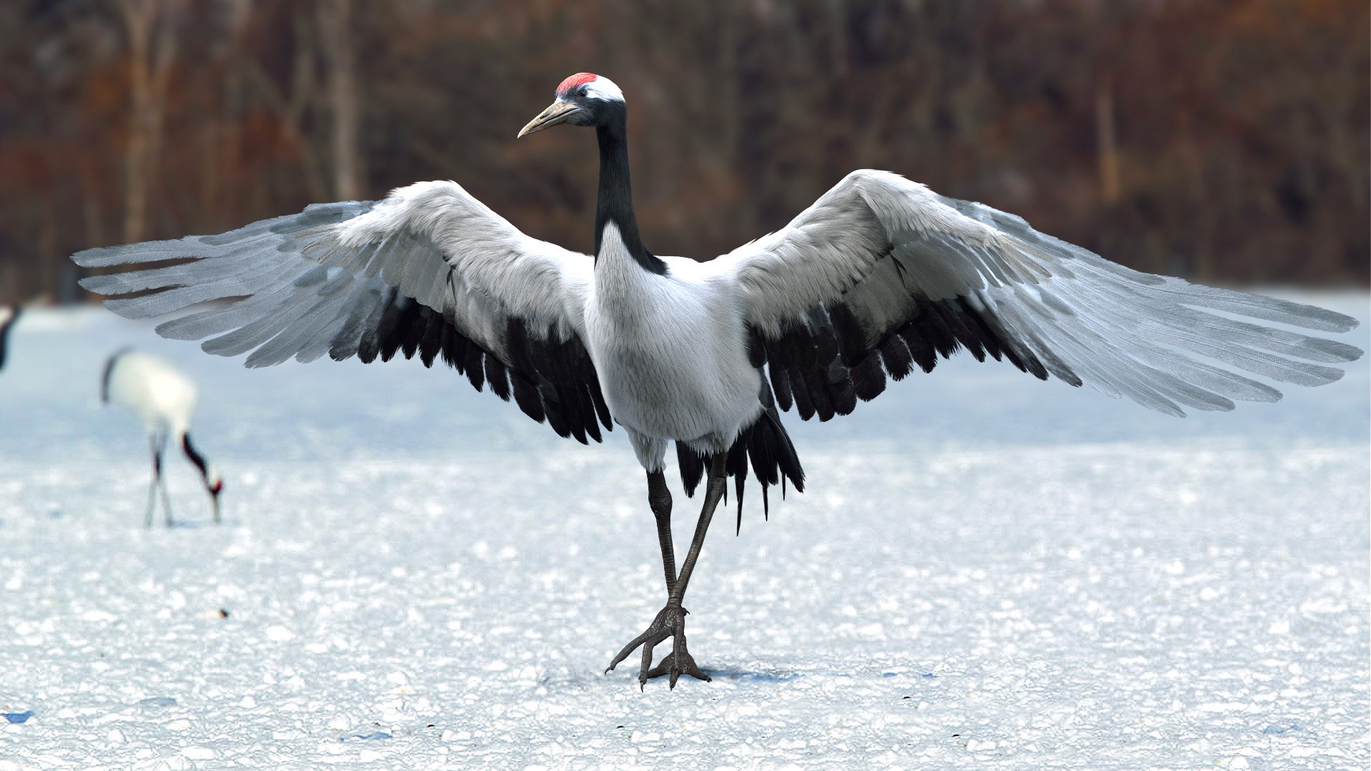 Bird Fur Collection 3D 3D https://p.turbosquid.com/ts-thumb/ZJ/sm6MwV/QL/redcrownedcrane_02/jpg/1760612566/1920x1080/fit_q87/5d7315eb7e808133602460ec41478b0937e7d1b5/redcrownedcrane_02.jpg