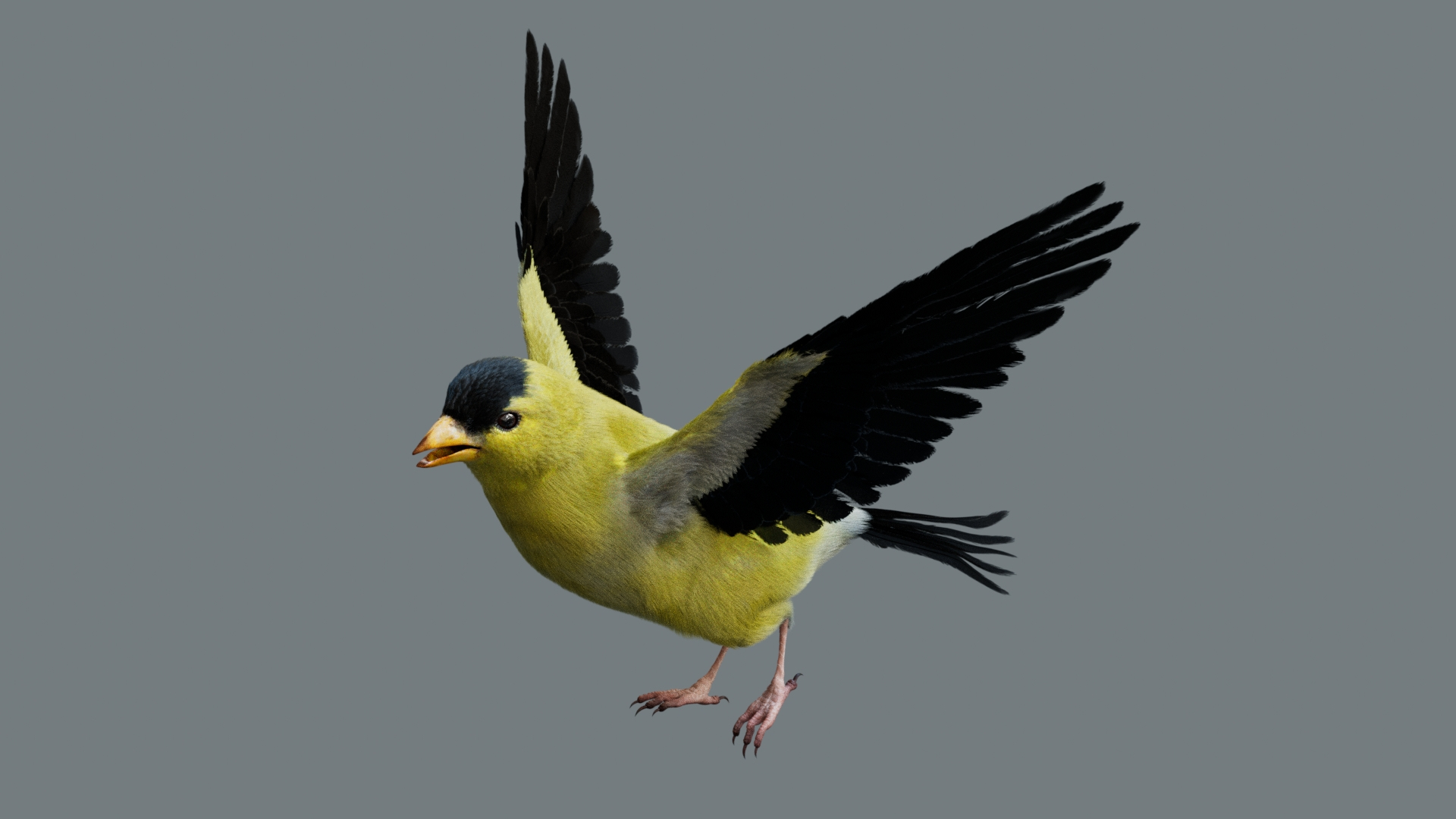 Bird Fur Collection 3D 3D https://p.turbosquid.com/ts-thumb/ZJ/sm6MwV/RM/goldfinch/jpg/1760612103/1920x1080/turn_fit_q99/8d83c3ff0f51d1a3fe25a118589587a798239973/goldfinch-1.jpg
