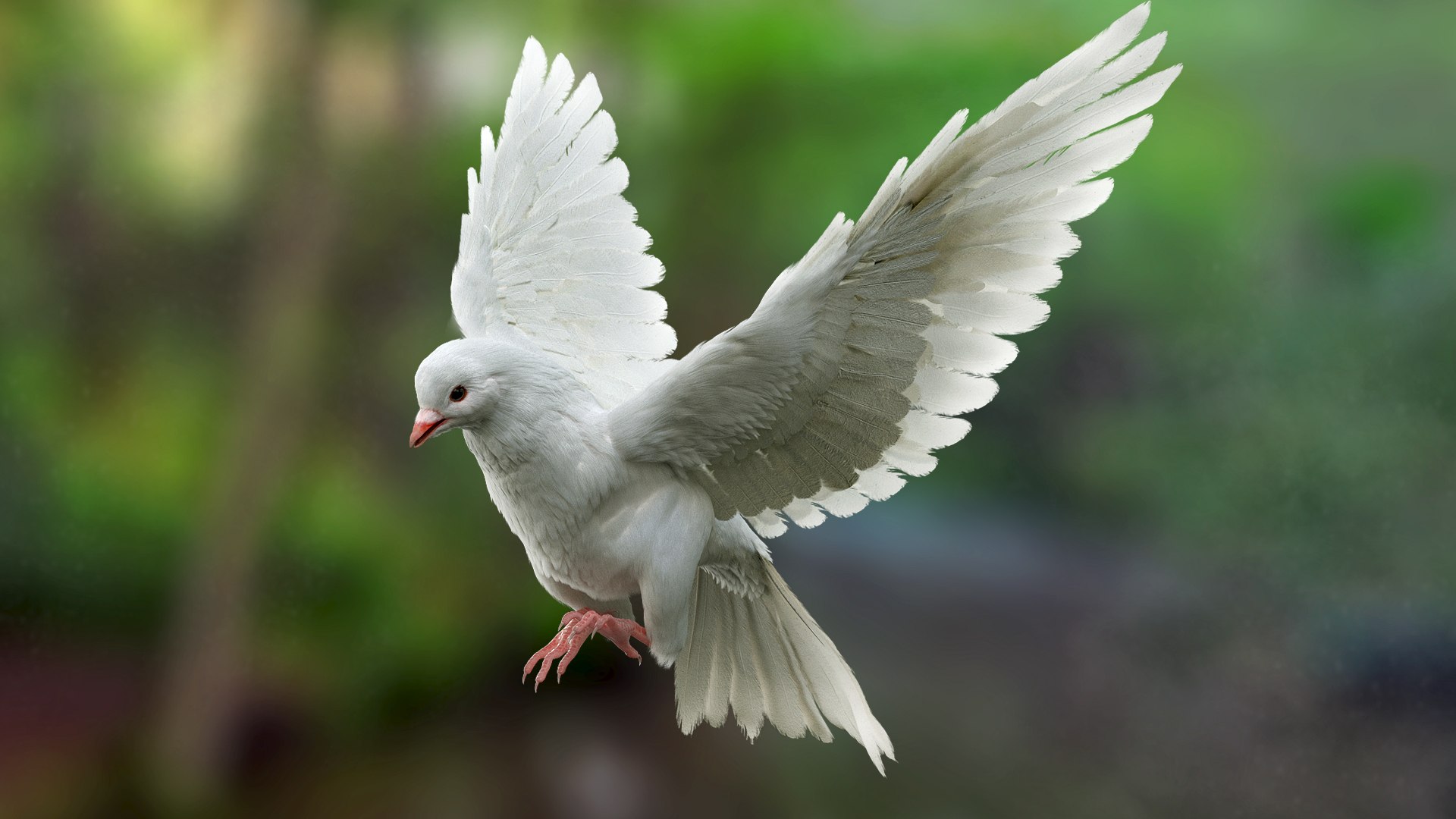 Bird Fur Collection 3D 3D https://p.turbosquid.com/ts-thumb/ZJ/sm6MwV/RN/whitedove_02/jpg/1760612887/1920x1080/fit_q87/2880cb3e6fac2ce48649d736d174b7d71bd3f7f6/whitedove_02.jpg