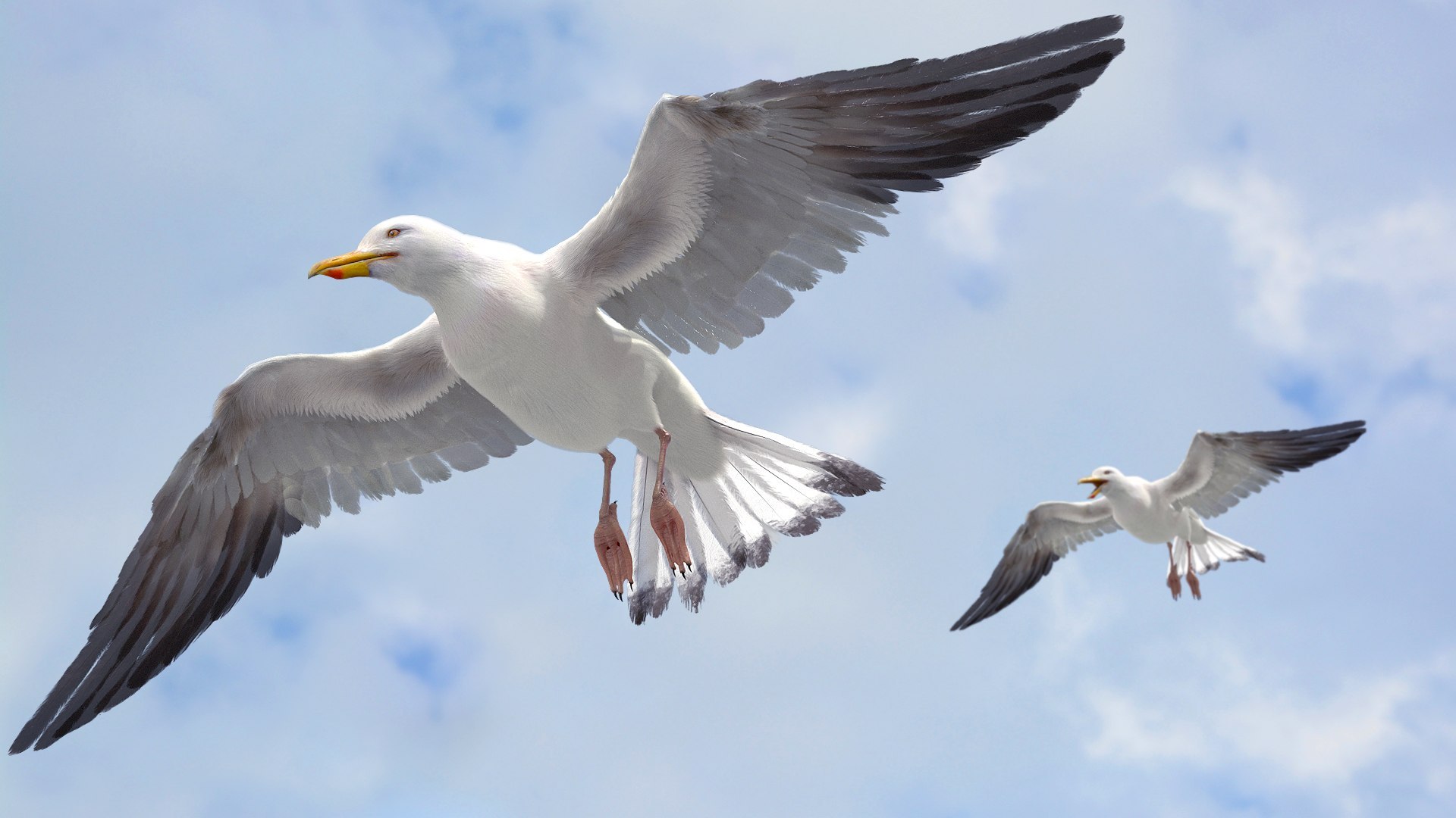 Bird Fur Collection 3D 3D https://p.turbosquid.com/ts-thumb/ZJ/sm6MwV/SR/seagull_02/jpg/1760612772/1920x1080/fit_q87/96df804c244ed77a71195ddf53a39278732d3efa/seagull_02.jpg