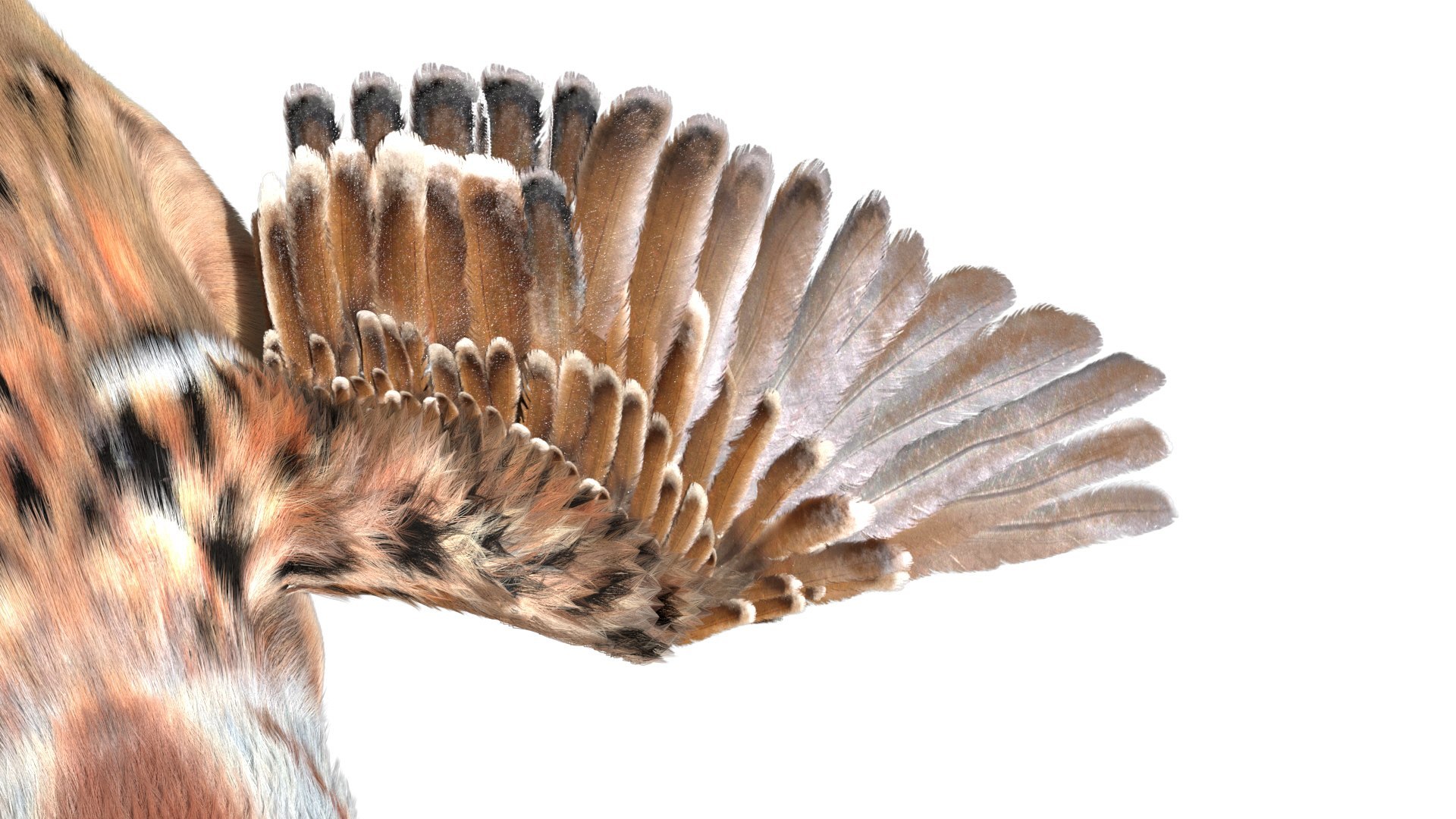 Bird Fur Collection 3D 3D https://p.turbosquid.com/ts-thumb/ZJ/sm6MwV/Sj/americansparrow_06/jpg/1760611849/1920x1080/fit_q87/13f95c8829e843fa0ba9f99cd34a8c2d2fd56647/americansparrow_06.jpg