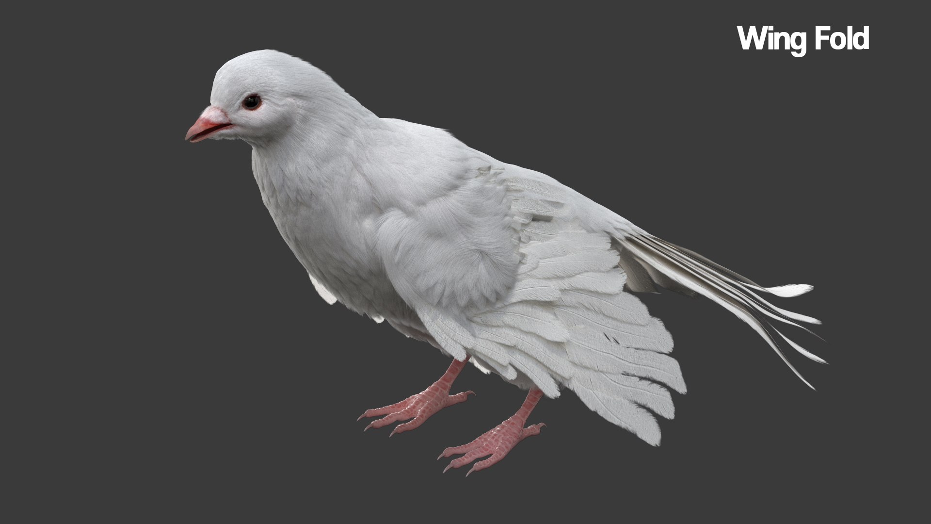 Bird Fur Collection 3D 3D https://p.turbosquid.com/ts-thumb/ZJ/sm6MwV/TJ/whitedove_04/jpg/1760612886/1920x1080/fit_q87/fe767fdd59fdb79892d43bd9df40802dace5444d/whitedove_04.jpg