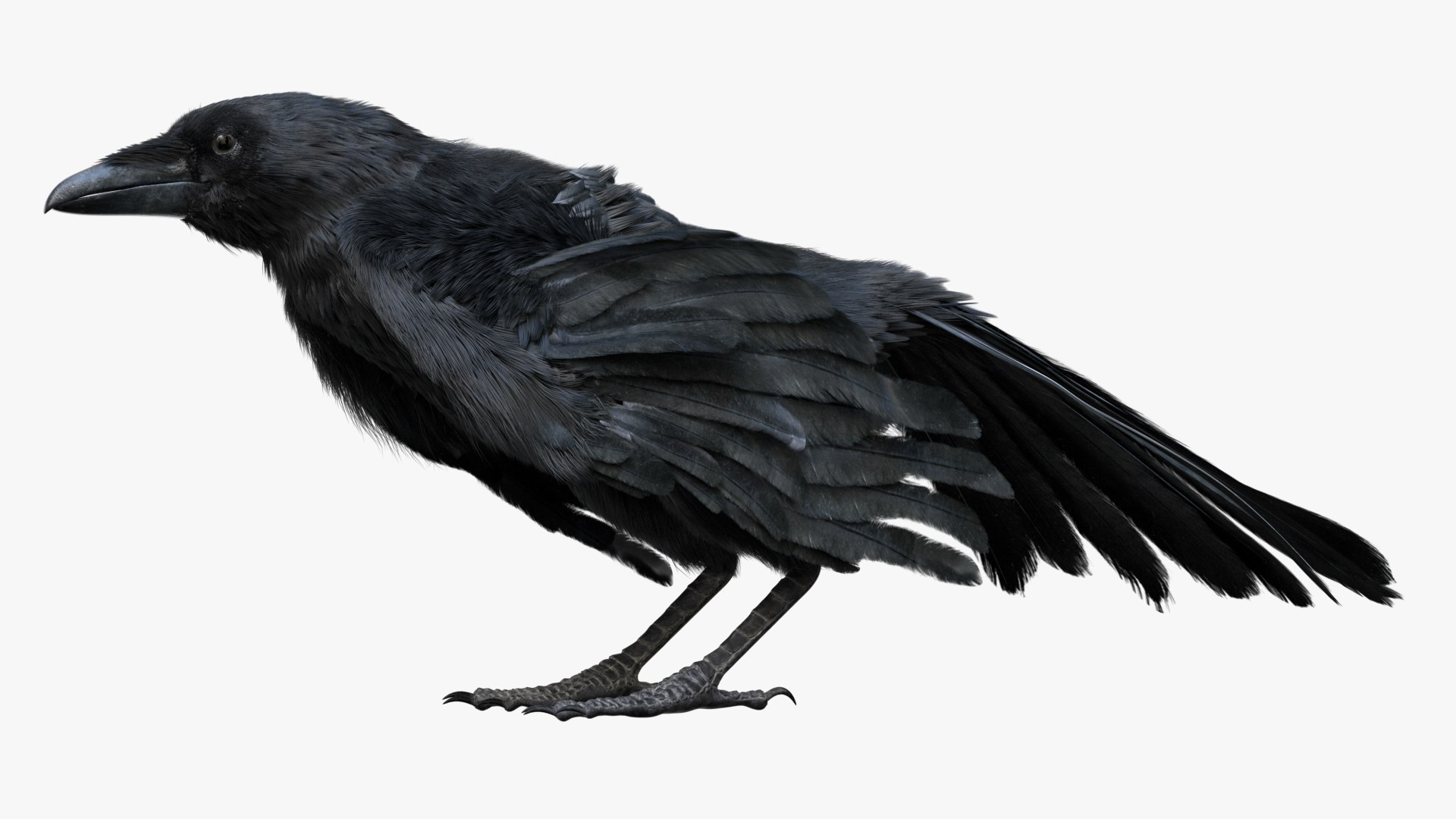 Bird Fur Collection 3D 3D https://p.turbosquid.com/ts-thumb/ZJ/sm6MwV/U0/crow_06/jpg/1760611920/1920x1080/fit_q87/b8e36e7d1fe891ec19404572ef92351c8dfbb916/crow_06.jpg