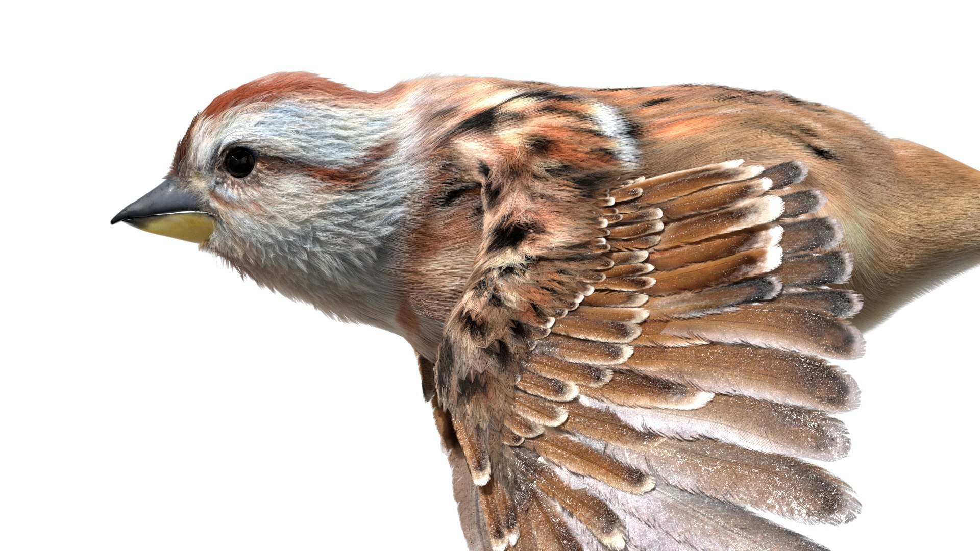 Bird Fur Collection 3D 3D https://p.turbosquid.com/ts-thumb/ZJ/sm6MwV/Vc/americansparrow_05/jpg/1760611849/1920x1080/fit_q87/117011f86ad81d06df41f919362a5f618d392b8e/americansparrow_05.jpg