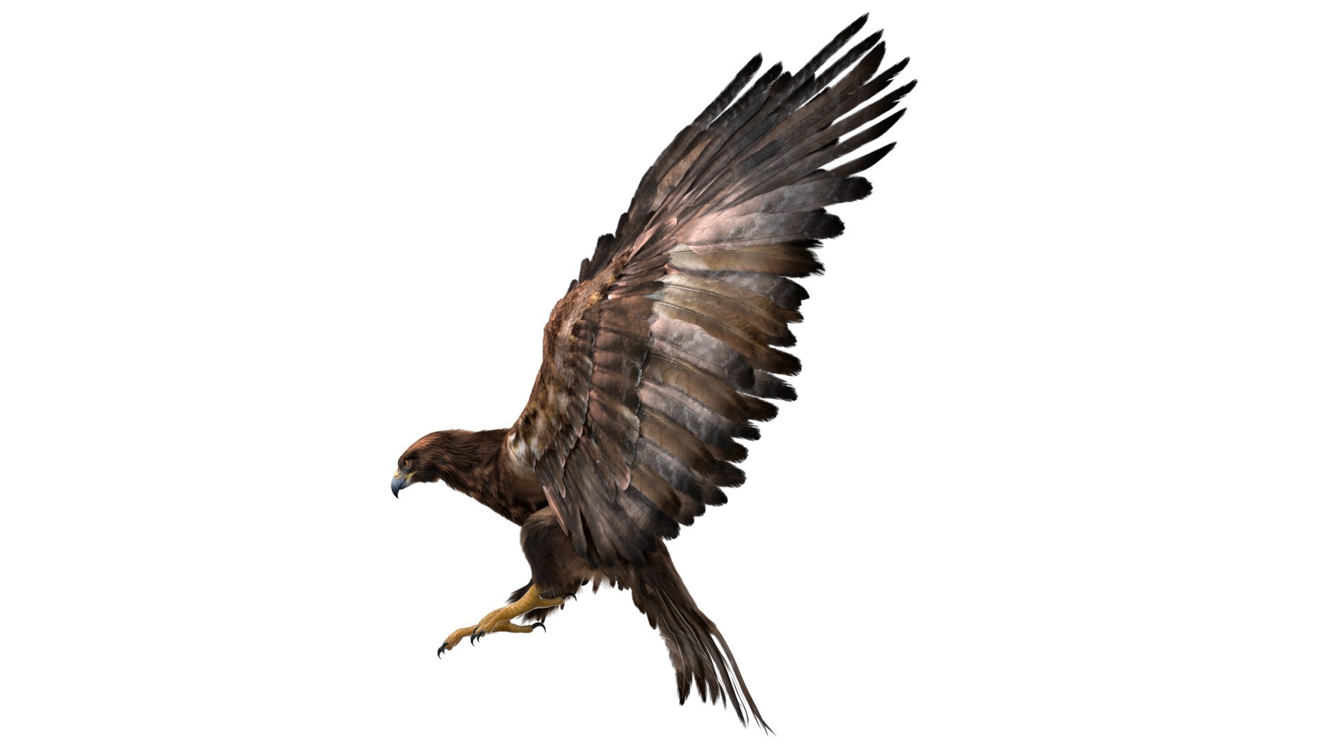 Bird Fur Collection 3D 3D https://p.turbosquid.com/ts-thumb/ZJ/sm6MwV/Ve/goldeneagle_07/jpg/1760611991/1920x1080/fit_q87/2085f13a175ae86bb33f6aa22a305ee48ced25b7/goldeneagle_07.jpg