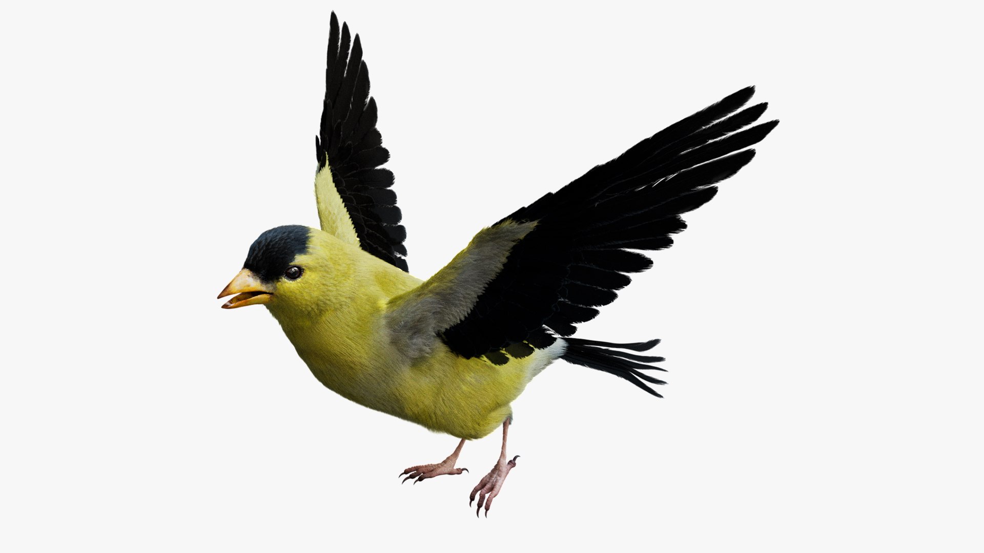 Bird Fur Collection 3D 3D https://p.turbosquid.com/ts-thumb/ZJ/sm6MwV/Wo/goldfinch_01/jpg/1760612101/1920x1080/fit_q87/463fb744223c91bc26260ea999b64d41d20bc915/goldfinch_01.jpg